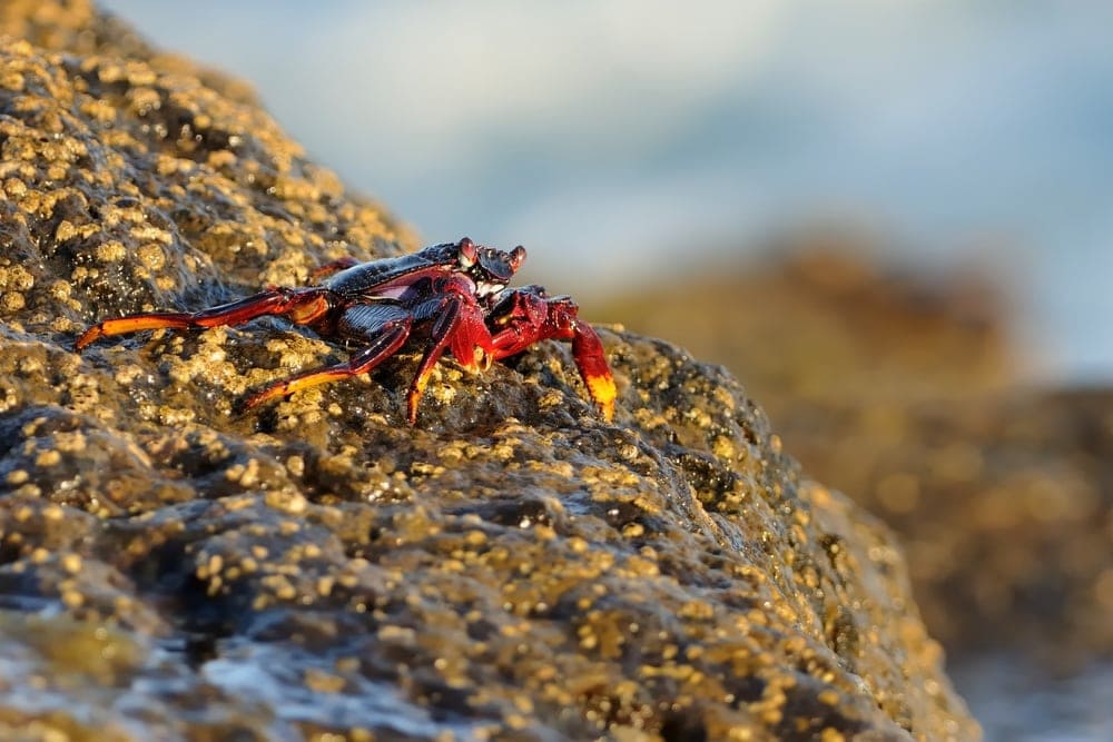 Peekytoe crab on a rock