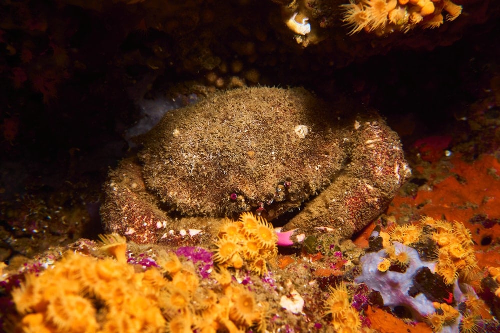 Sponger crab hiding