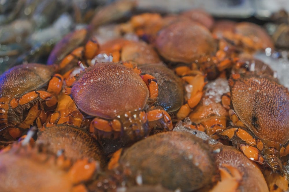Group of red crabs on ice