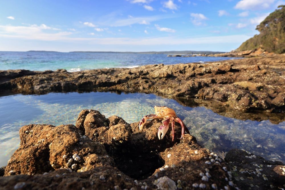 Crab on top of a rock