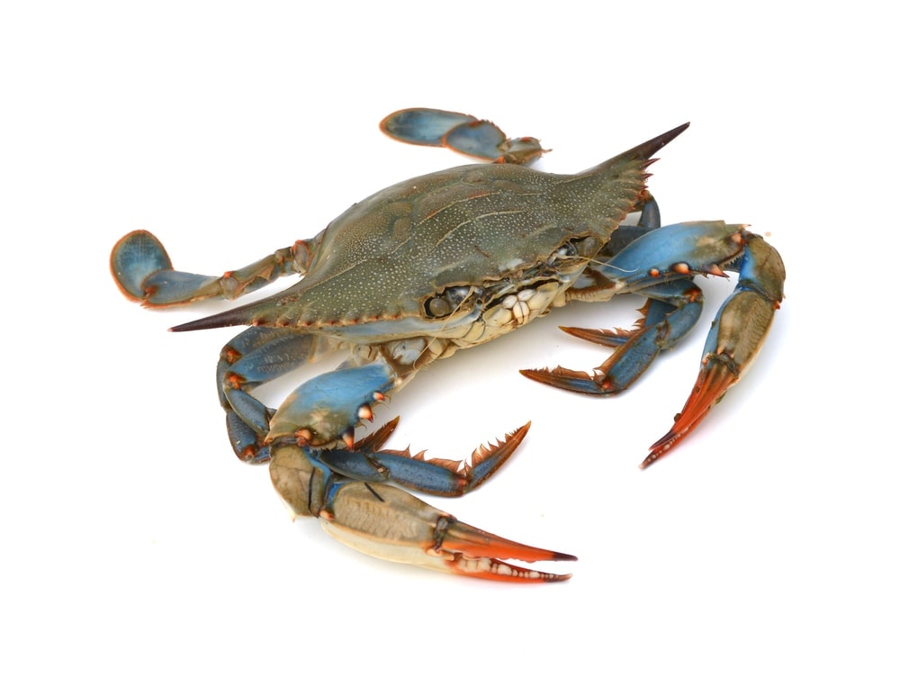 Blue crab in white background