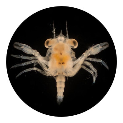 Megalopal stage icon