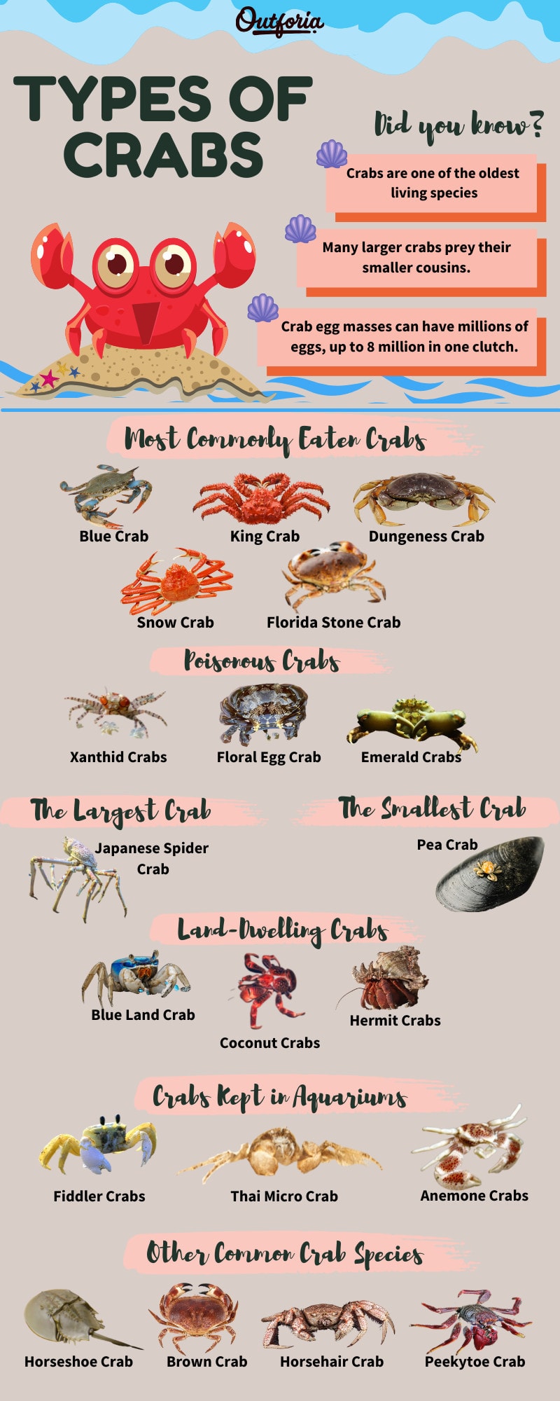 Types of crabs infographic chart