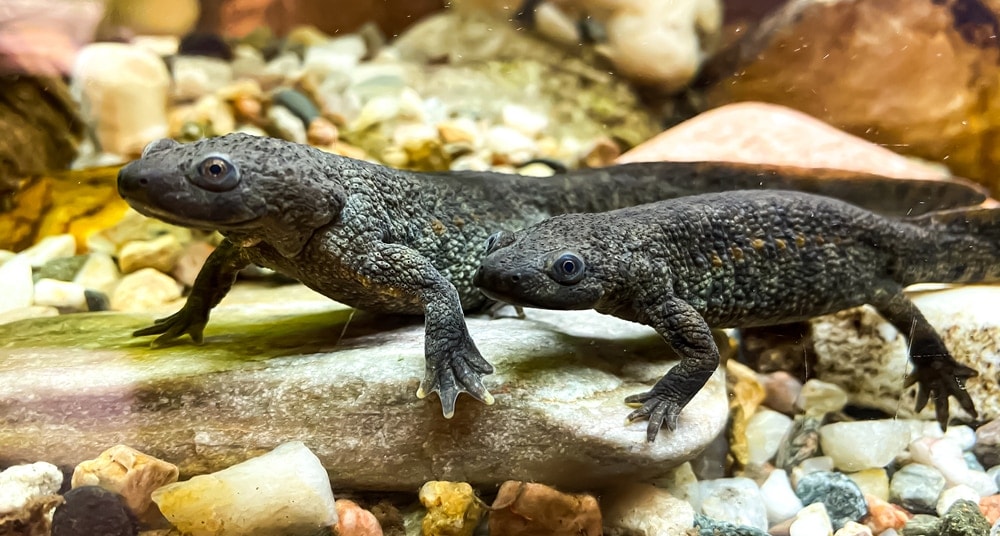 Spanish ribbed newt, Pleurodeles waltl