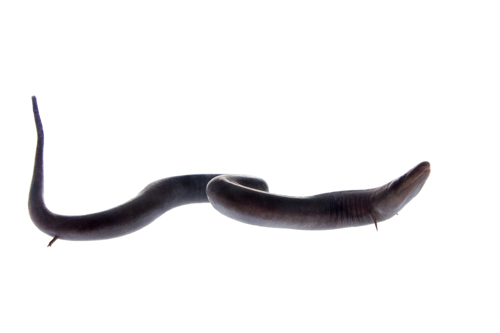 Two-toed amphiuma, Amphiuma means