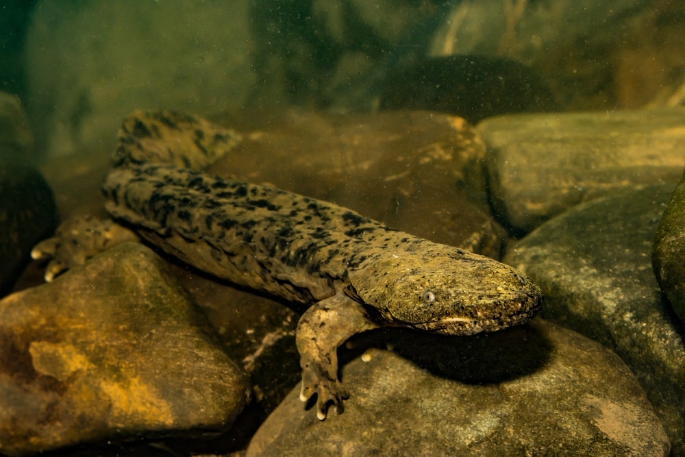 Hellbender, Cryptobranchus alleganiensis