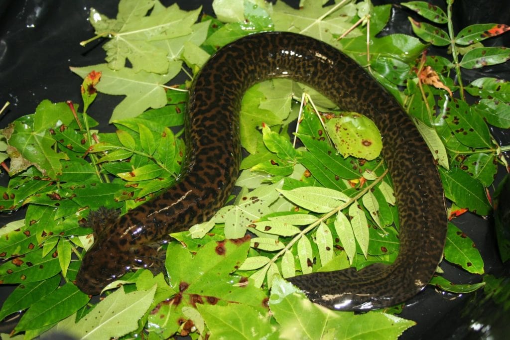 Reticulated siren, Siren reticulata