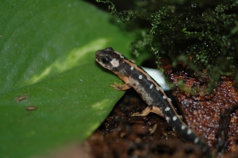 Iranian harlequin newt, Neurergus kaiseri