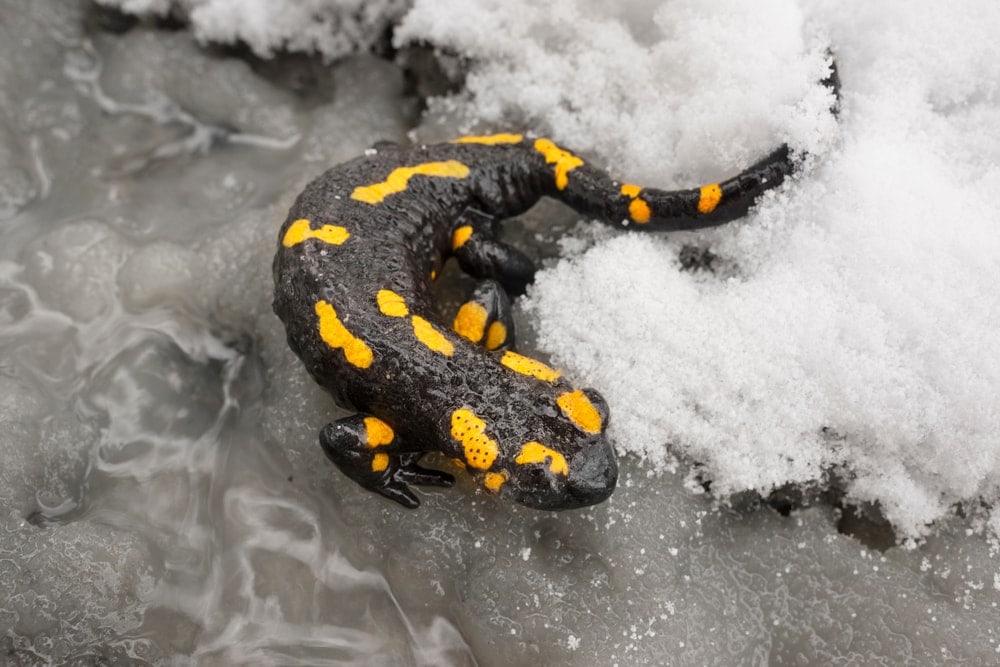 Salamander on ice