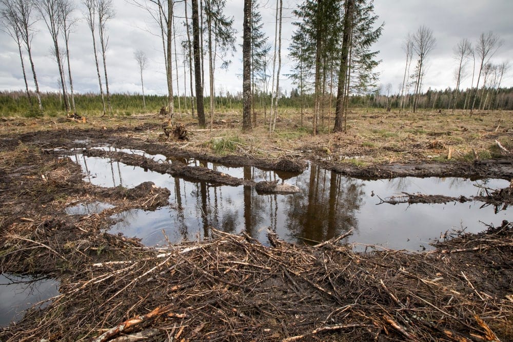 Loss of trees in the middle of forest