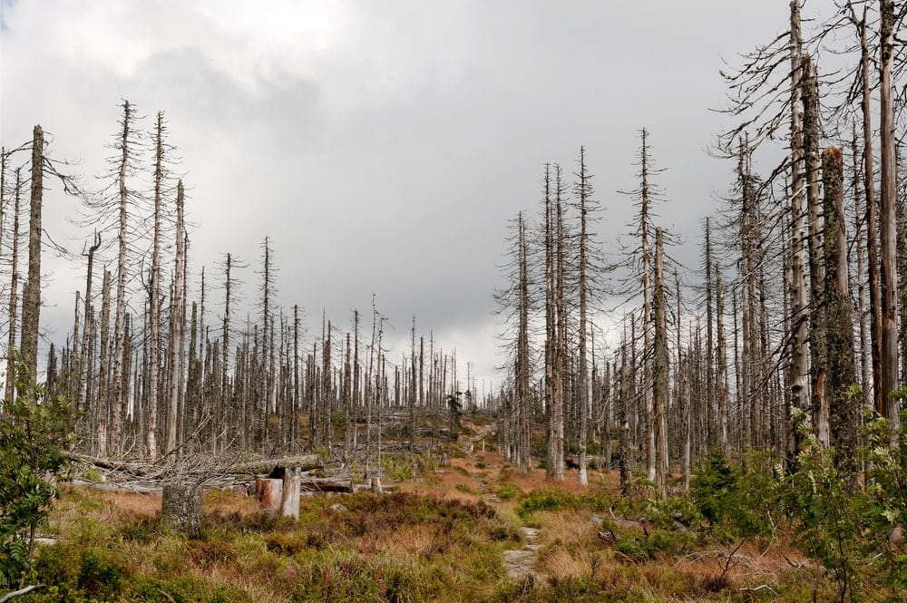 Climate change effects on forest