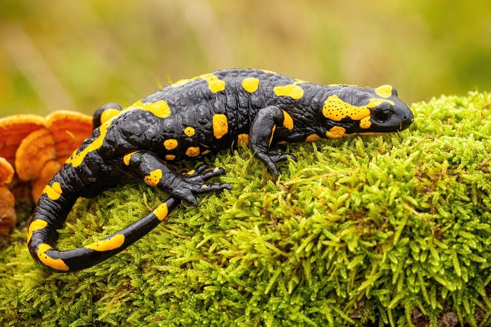 Fire salamander, Salamandra salamandra