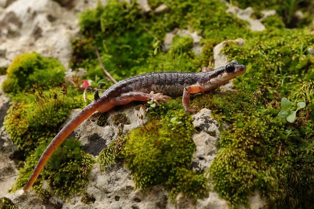 Luschan’s salamander, Lyciasalamandra luschani