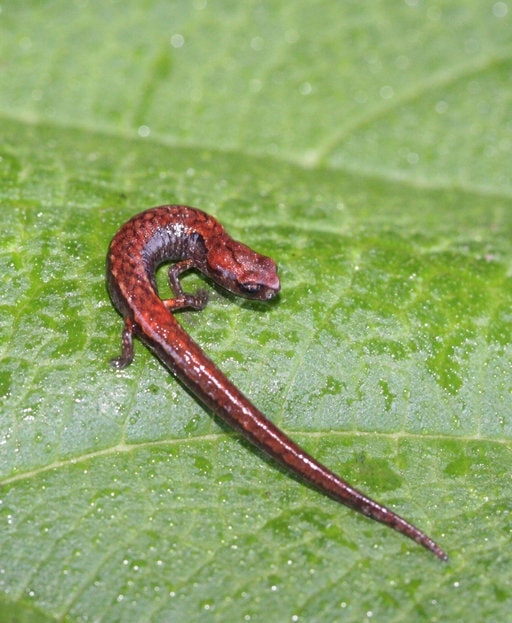 Arboreal Thorius, Thorius arboreus