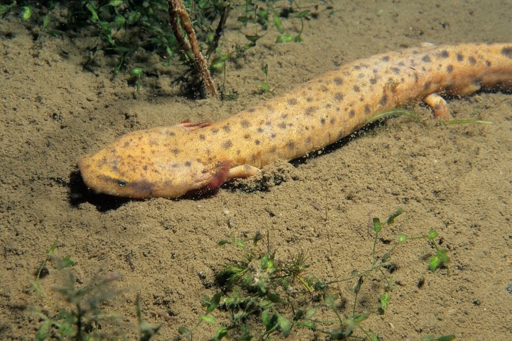 Mudpuppy, Necturus maculosus