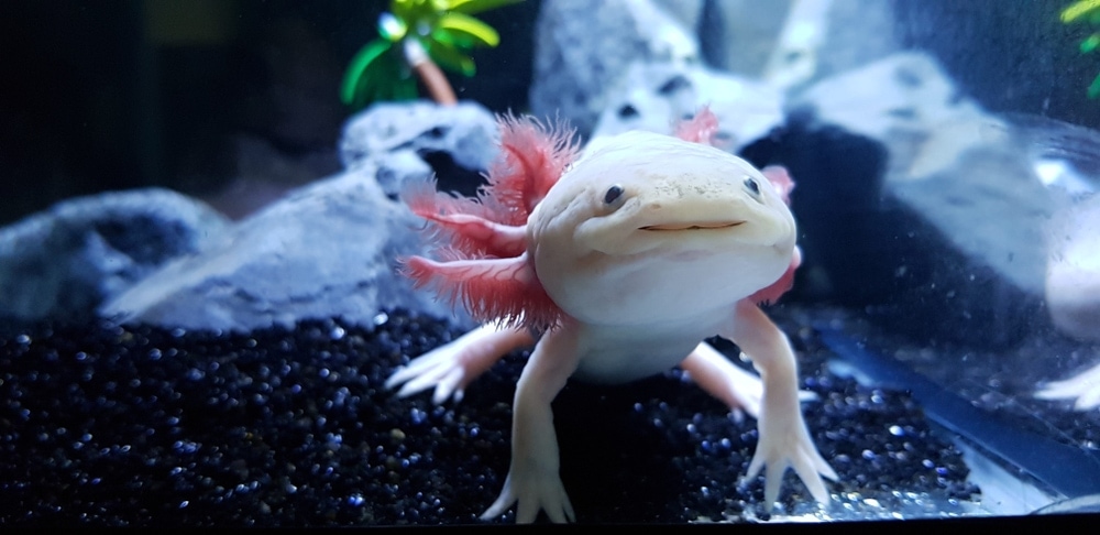Axolotl, Ambystoma mexicanum