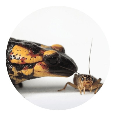 Salamander sniffing an insect to prey