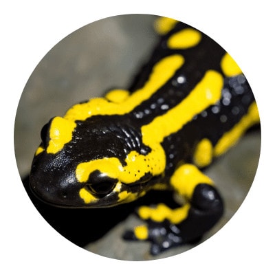 Close-up shot of salamander