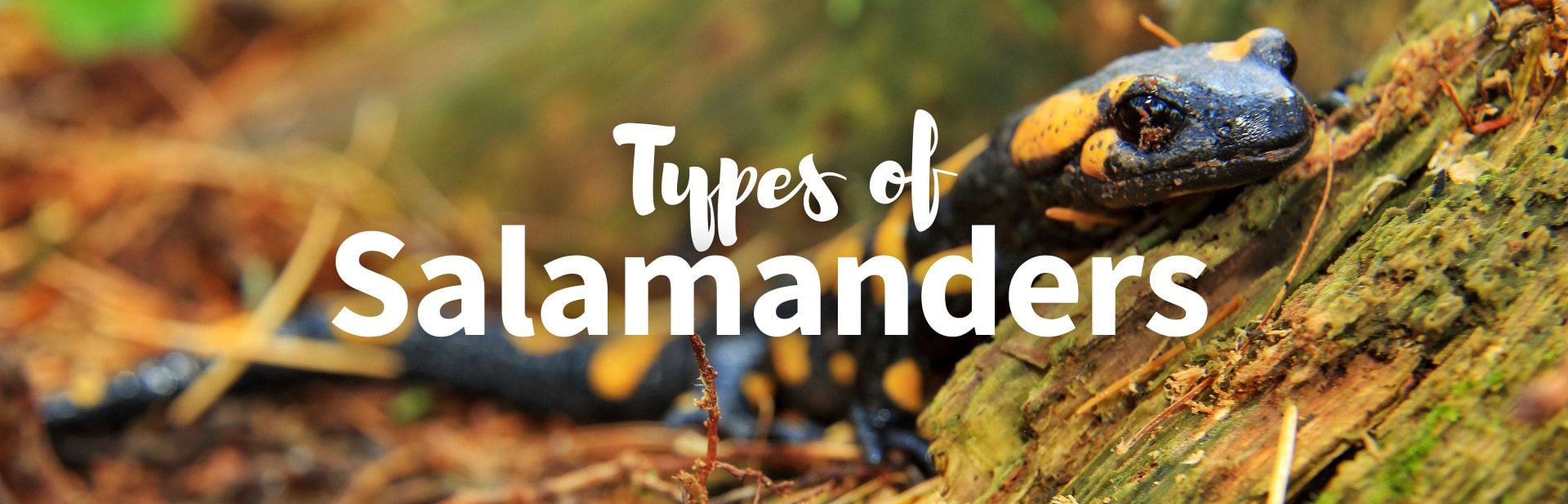 Types of salamanders featured photo