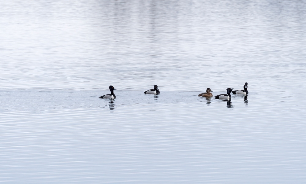 Group of ducks swimming in the river
