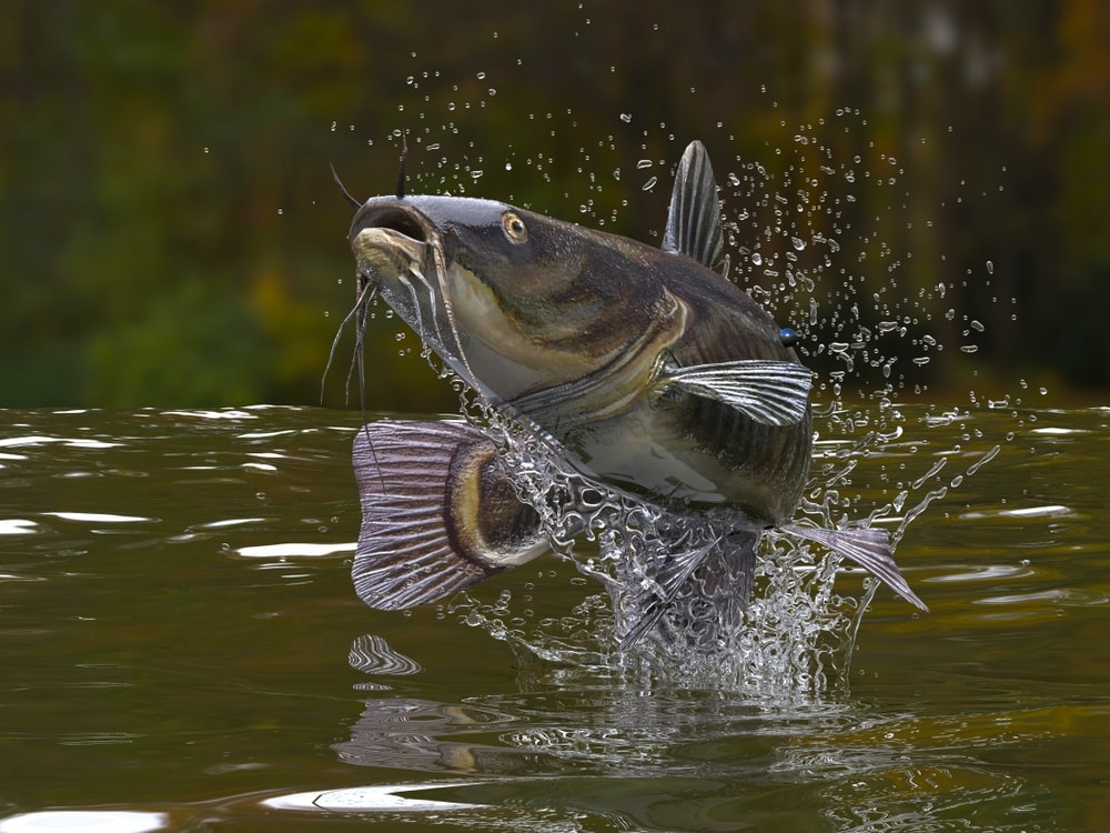 Catfish jumping out of the water