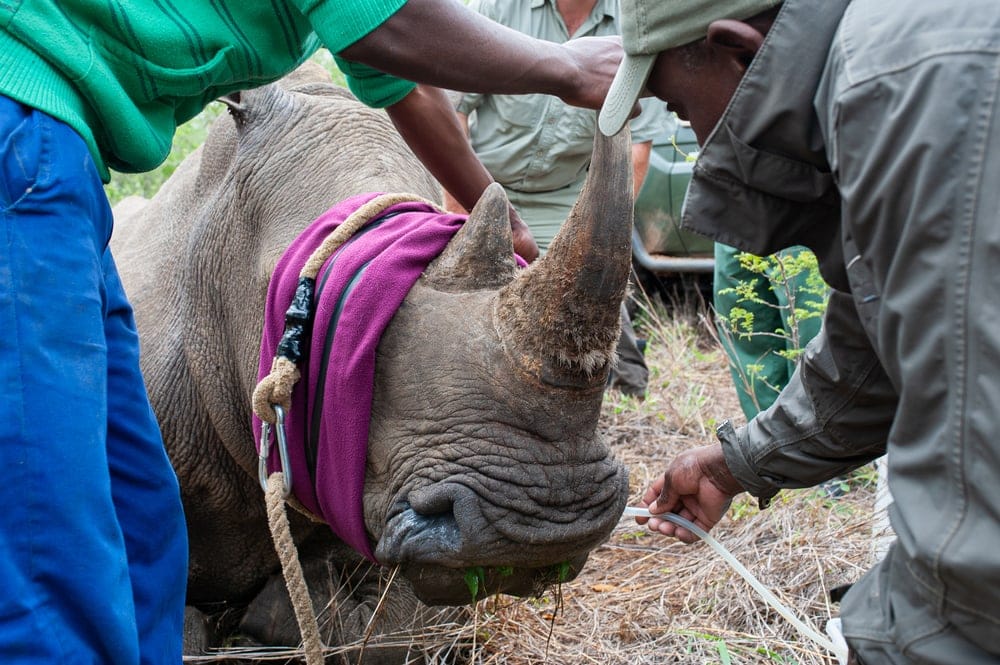 Rhino being blindfolded by a bunch of people