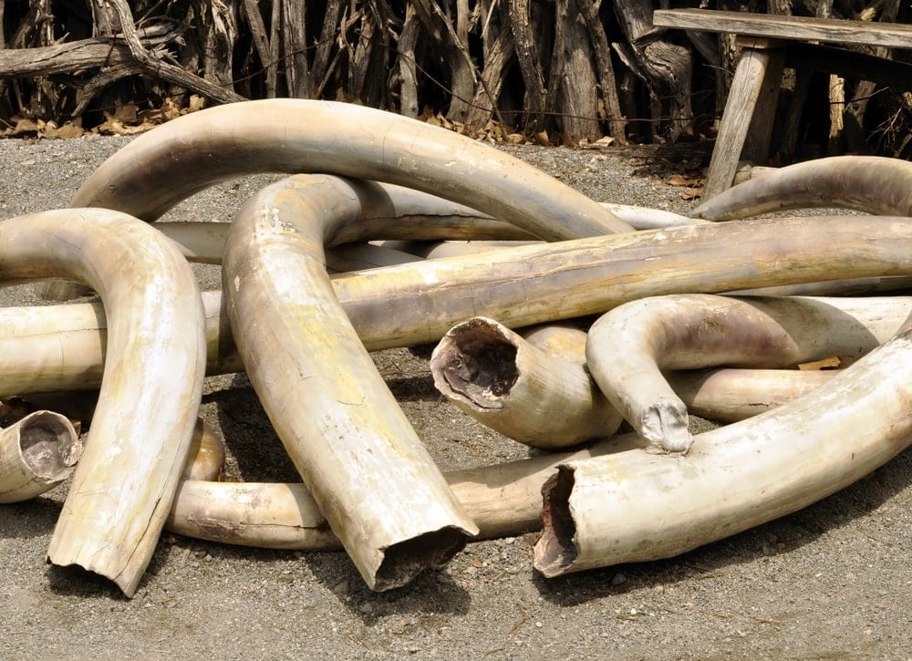 Pile on ivory tusks on the ground