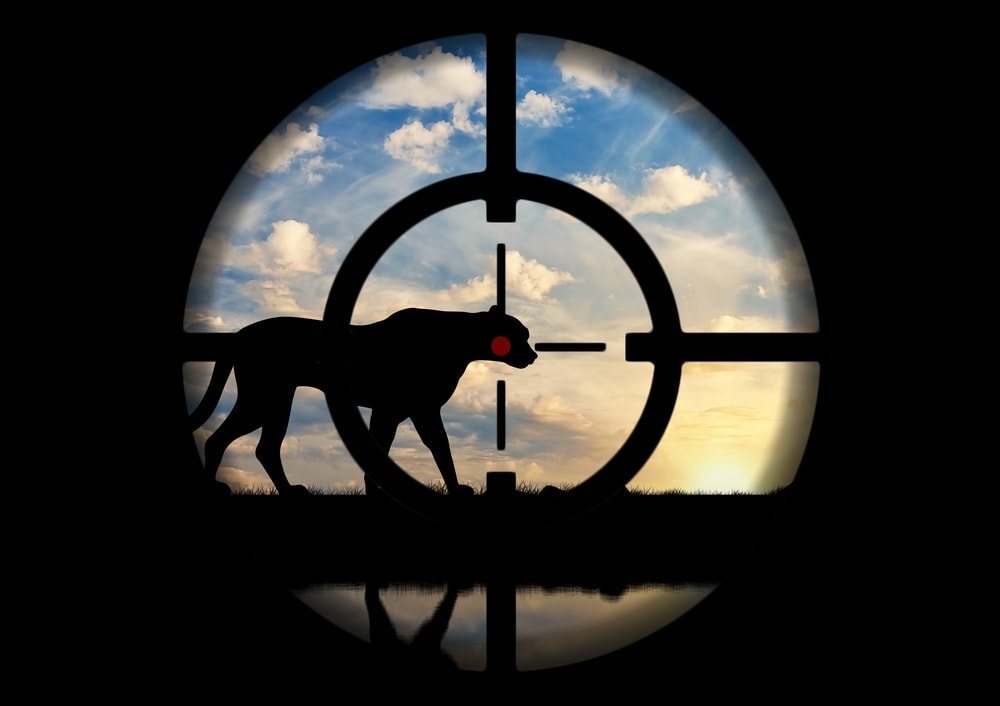 An animal being focused by a sniper in silhouette 