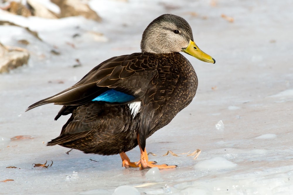Image of American BLack Duck standing