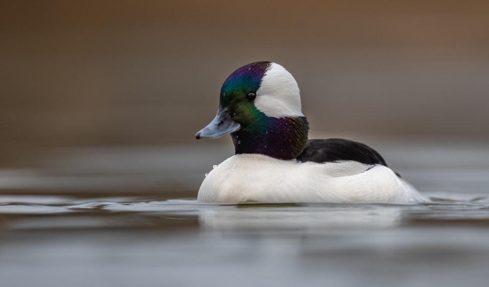 image of a bufflehead duck