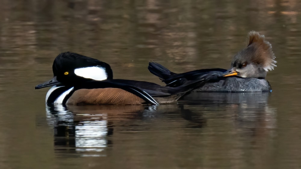 Image of two hooded merganser swimming