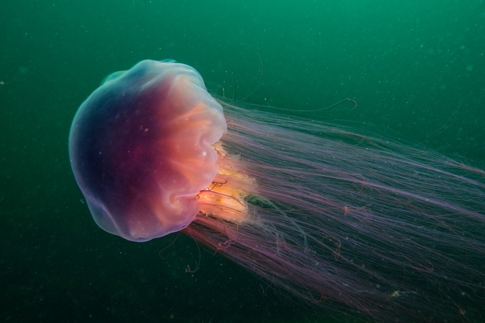 Image of a lion's mane jellyfish, cyanea capillata