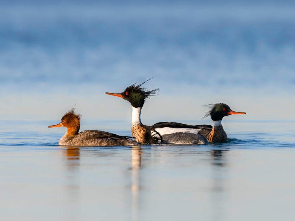 Image of  three red-breasted merganser ducks 