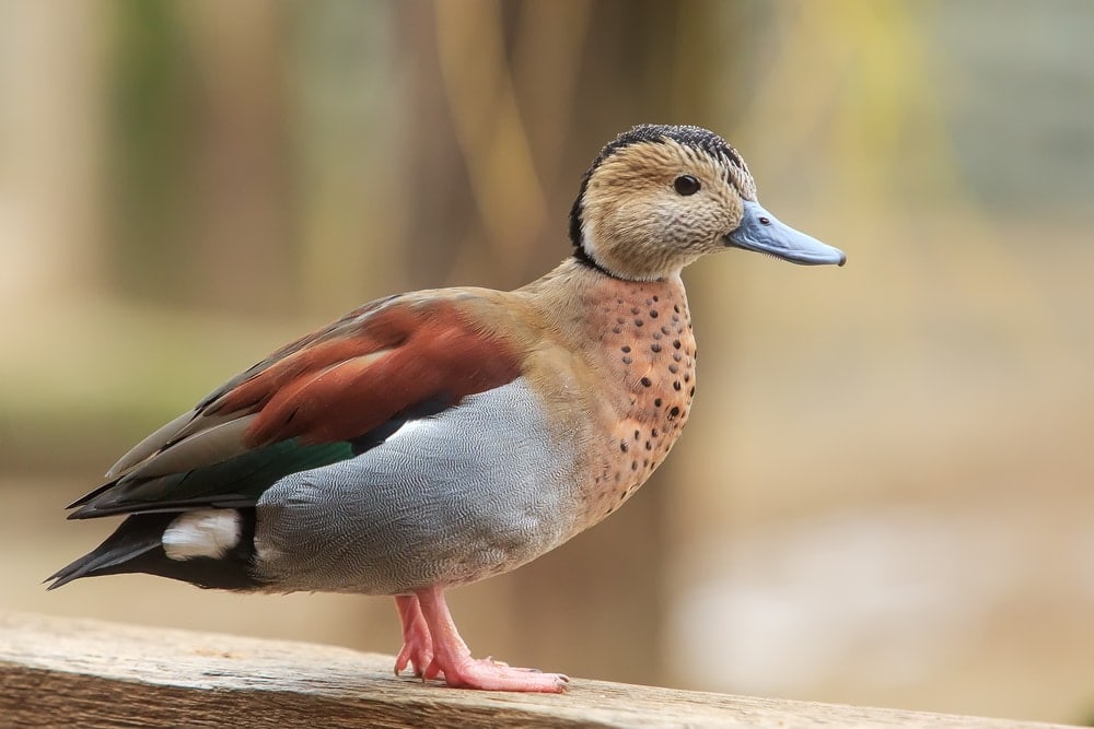 Image of a ringed-teal duck specie