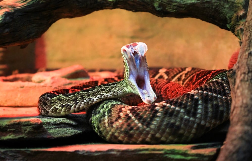 Image of Eastern DIamondback Rattlesnake with mouth opened