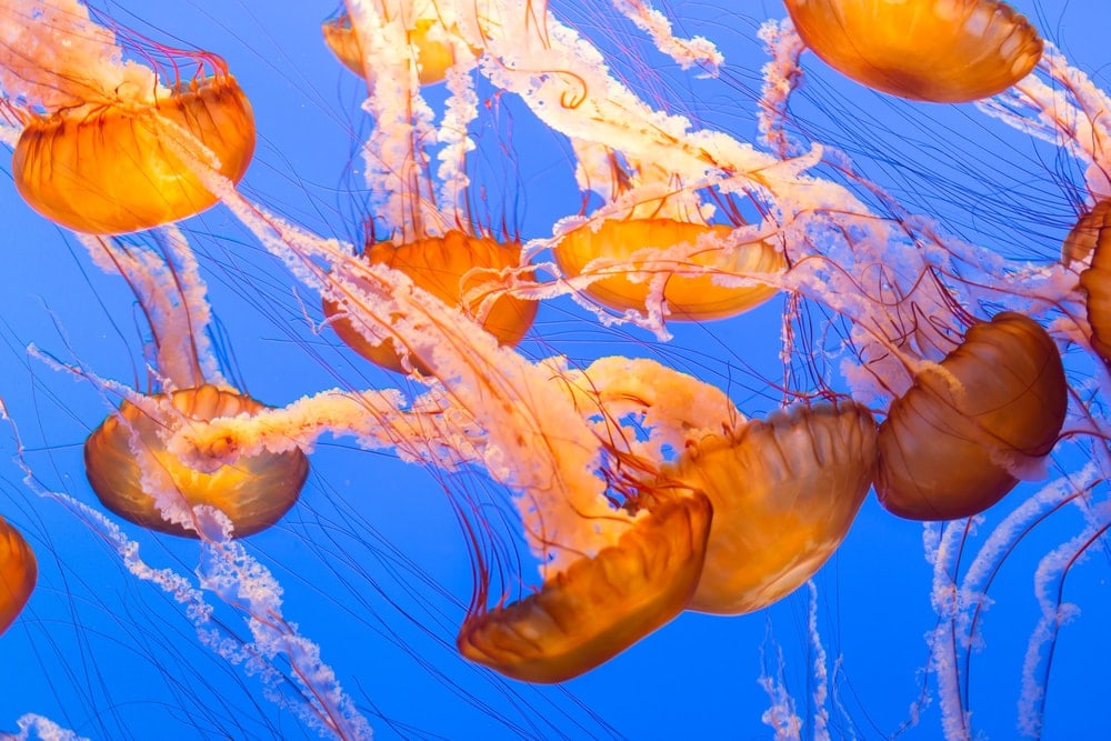 Image of Black sea nettle, Chrysaora achlyos