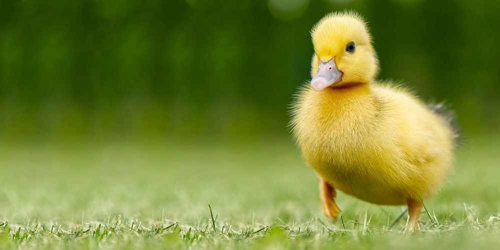 Yellow duckling standing on grass