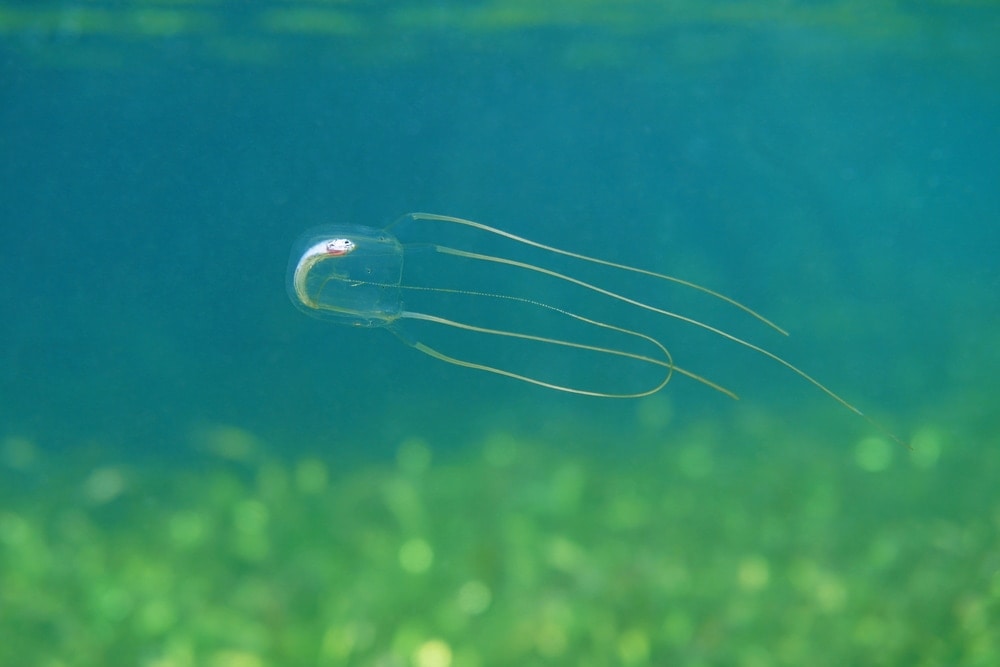 Image of Mangrove box jellyfish, Tripedalia cystophora