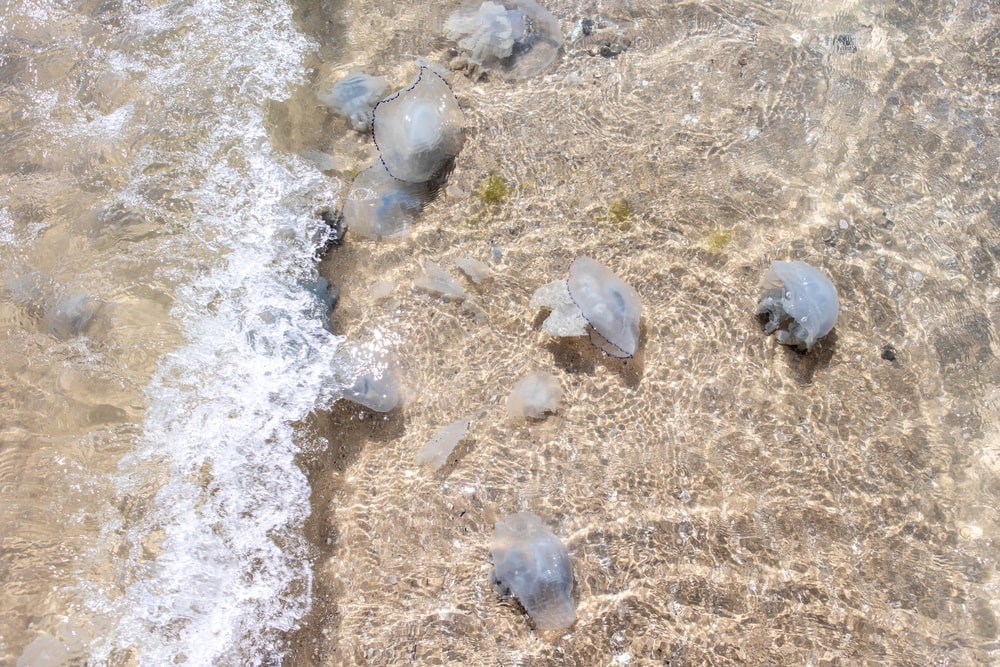 Transparent jellyfish on seashore