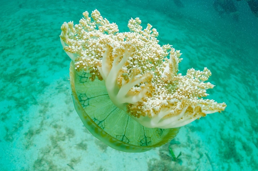Image of upside-down jellyfish,  Cassiopea sp.