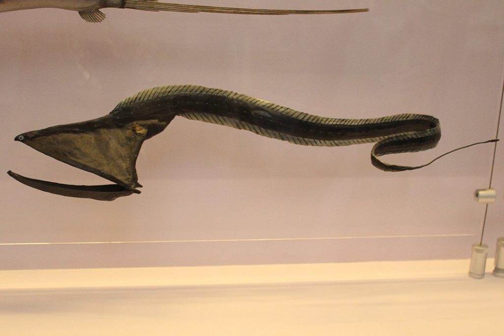  Pelican eel (Eurypharynx pelecanoides) model at the Natural History Museum in London, England.