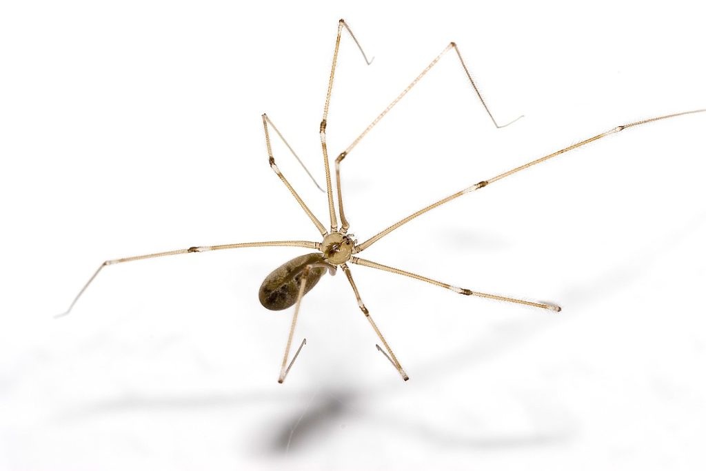 image of a Pholcus phalangioides or commonly known as  cellar spider on a white background