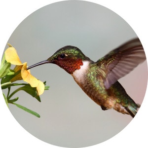 a ruby throated woodpecker feeding on a flower nectar