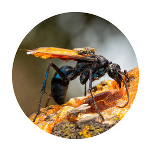 image of a blueblack tarantula hawk 