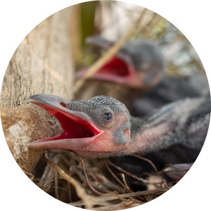 baby crows on a nest