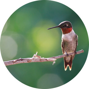 a ruby throated woodpecker at the tip of a tree branch