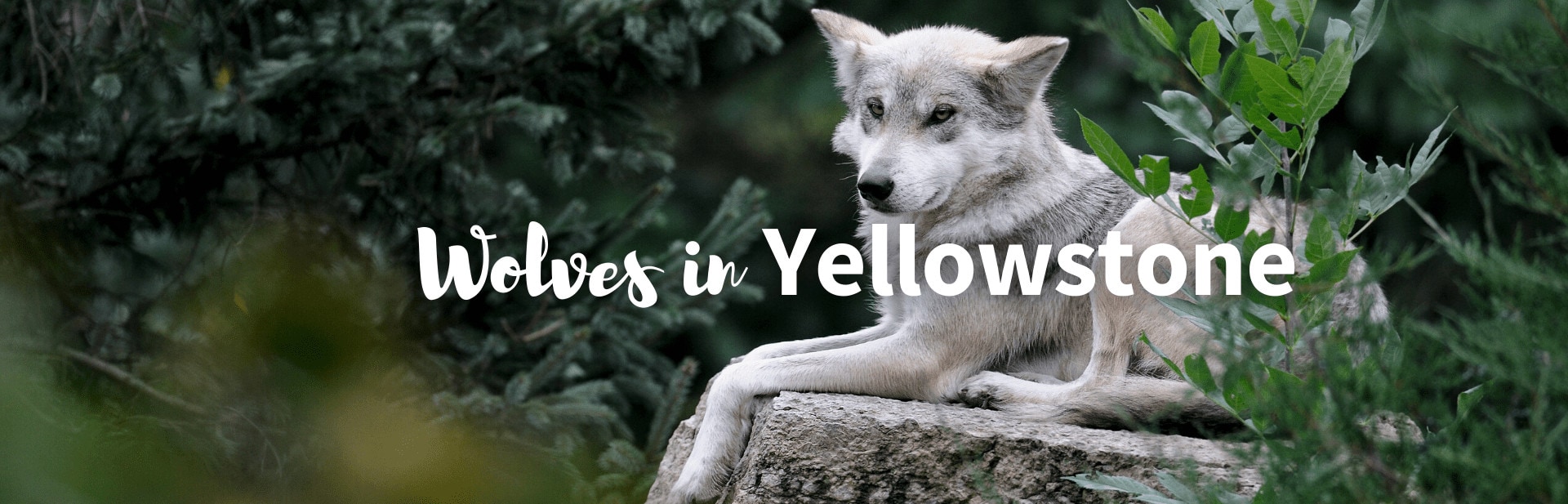 wolves in Yellowstone featured photo