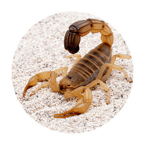 image oa a scorpion on the sand