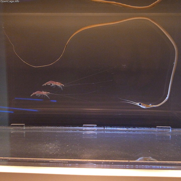 emichthys scolopaceus or Atlantic snipe eel, or Slender snipe eel. from the family of Nemichthyidae types of eels in an aquarium with a shrimp