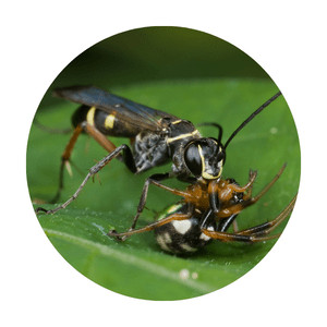 image of a spider wasp feeding on its spider prey